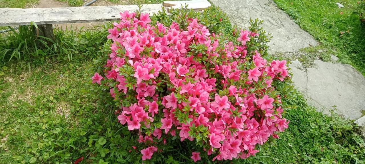 Greenery Homestay Darjeeling  Camera foto